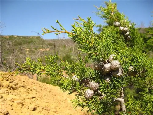 Cupressus forbesii - зеленое растение