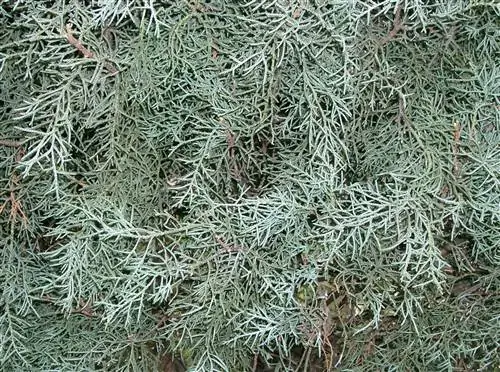 Кипарис голый