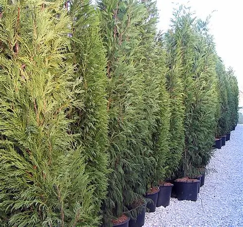 Cupressus leylandii - вечнозеленое хвойное дерево.