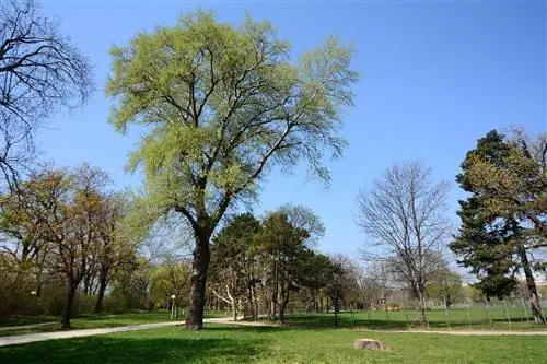 Populus canescens - листопадное дерево.