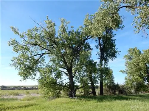 Populus deltoides - быстрорастущее дерево.