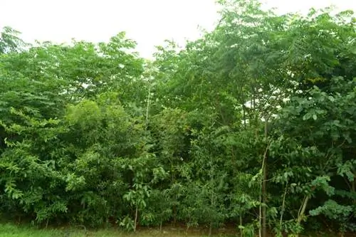 В молодом лесу есть растения в полный рост