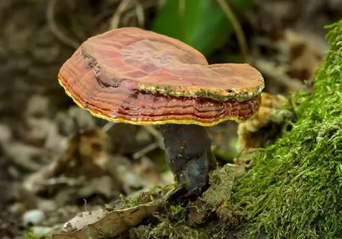 фото грибка под названием Ganoderma lucidum
