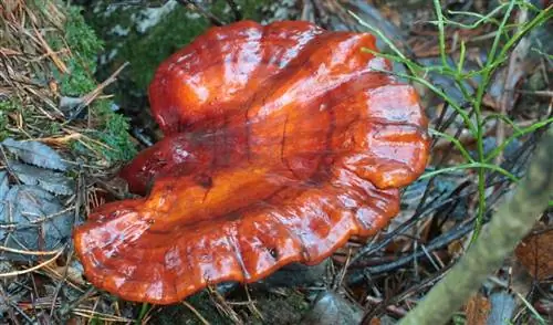 виды яркого и бурого гриба