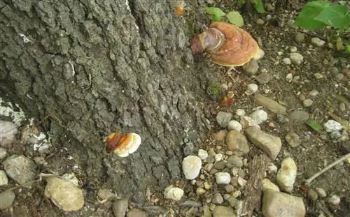 ствол дерева, на котором растут грибы