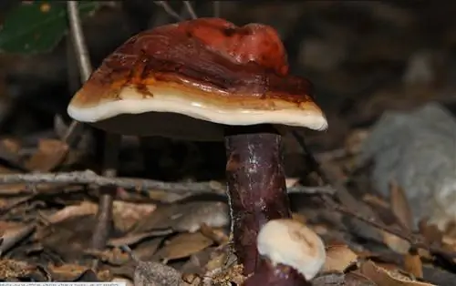 грибок со странным внешним видом