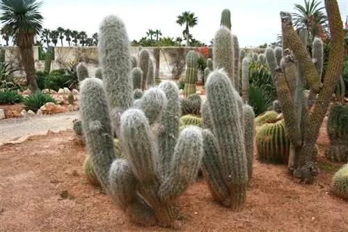 Образец Oreocereus trollii