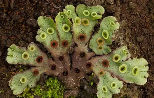странное растение под названием Marchantia polymorpha