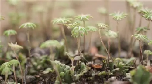 подводное растение под названием Marchantia polymorpha