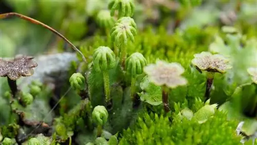 изображение Marchantia polymorpha подводное растение