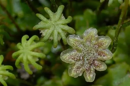 Подъем стопы (Marchantia polymorpha)