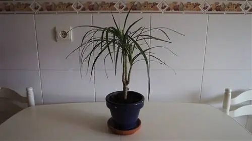 горшок для драцены маргината