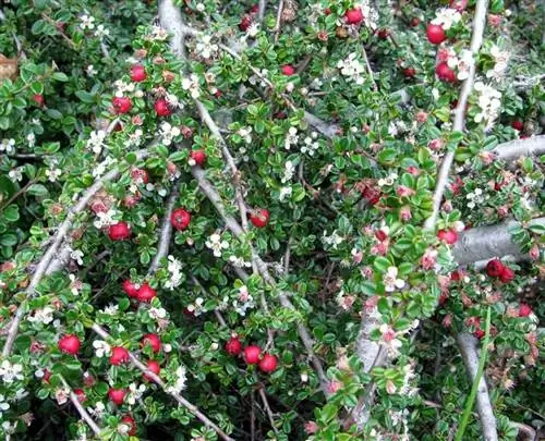 Кустарник Кизильник даммери