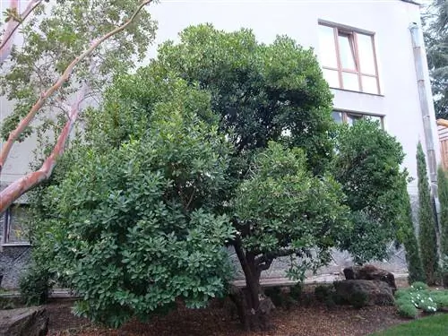 Земляничное дерево - это маленькое лиственное дерево.