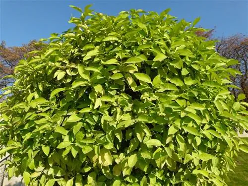 Цитрусовое дерево Aurantium, дерево горького апельсина