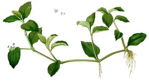 развитие корня через стебель