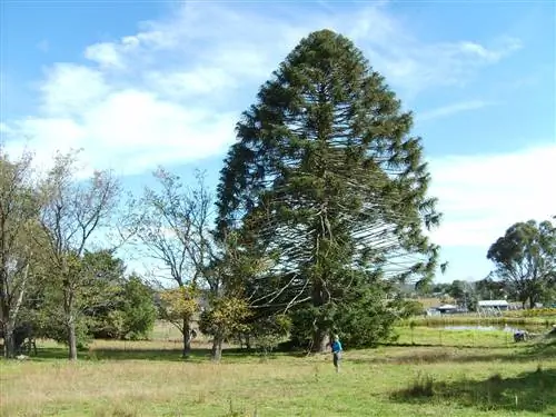 Араукария (Araucaria bidwillii)