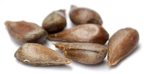 Семена могут прорасти быстрее с обработкой перед прорастанием