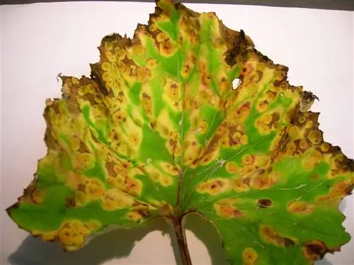 Грибок Puccinia, симптомы на листе