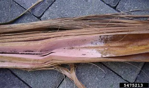 Розовый пальмовый гриб - серьезное заболевание