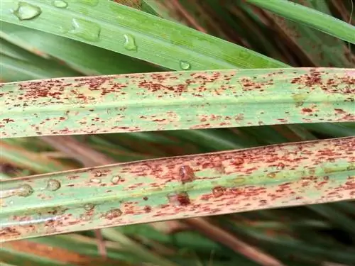 Ржавчина, грибковое заболевание