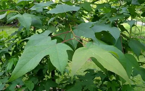 Liquidambar acalycina - листопадное дерево.