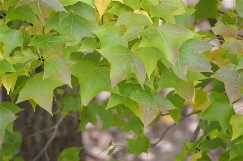 Один из видов сладкой камеди - L. formosana.