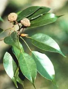 Вид на листья Liquidambar gracilipes