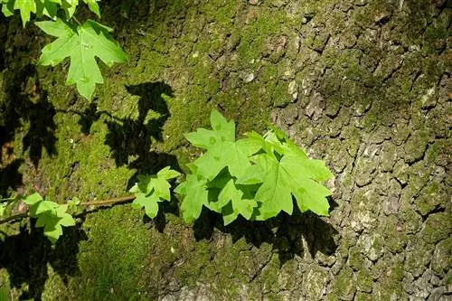 Вид на Восточный Ликвидамбар