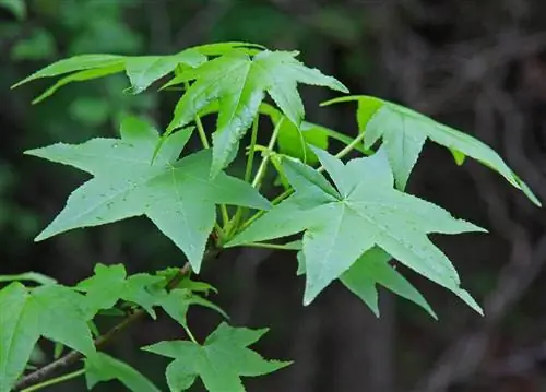 Liquidambar styraciflua - широко культивируемое дерево.