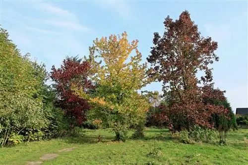 Виды сладкой жевательной резинки