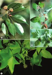 Листья ликвидамбара грацилипеса