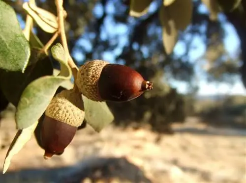 Желуди собирают осенью