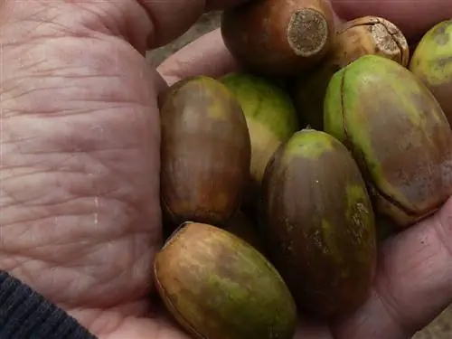 желуди орехи