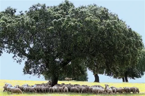 Желуди собраны с дуба