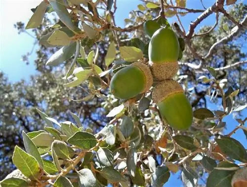 Когда собирают желуди?