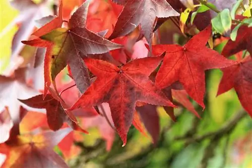 Осенью листья ликвидамбара краснеют.