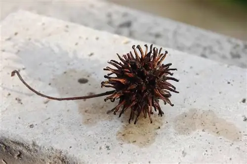 Размер плодов ликвидамбара около 2 см.