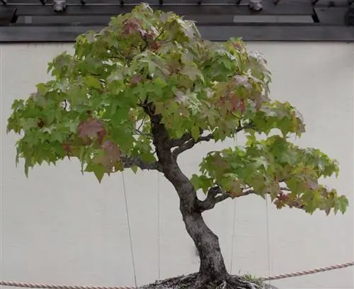 Ликвидамбар можно использовать как бонсай