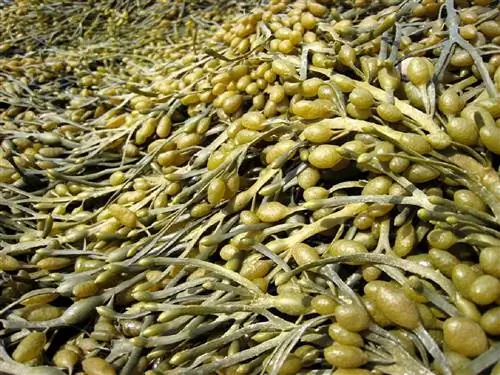 Характеристики аскофилума узловатого