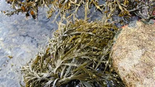 каменные водоросли