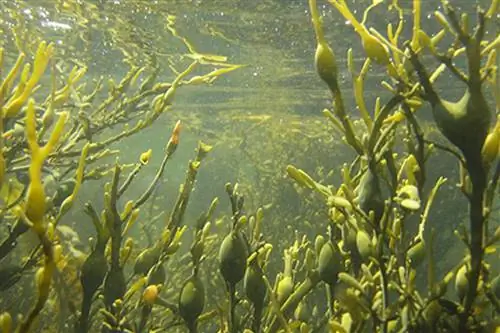 Аскофилум узловатый