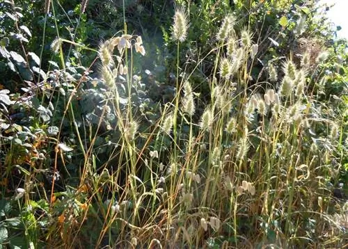 куст, полный шипов и имя которого Cynosurus echinatus