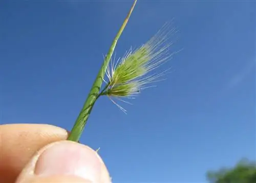человек, хватающийся за хвост по имени Cynosurus echinatus