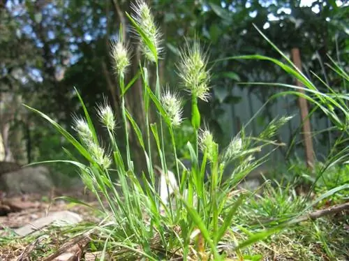 Звездоцвет (Cynosurus echinatus)
