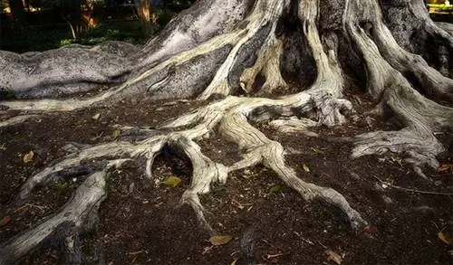 корни растения