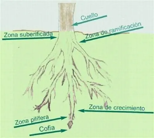 части корня