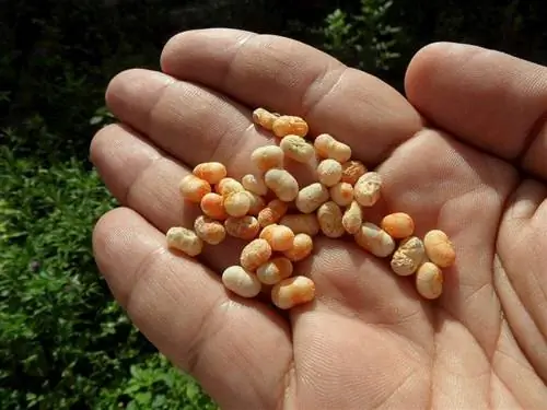 Семена сансевиерии цилиндрической