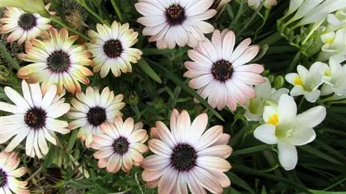 У растений есть фотопериод.