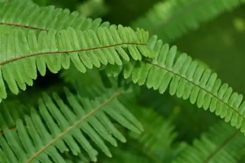Фотопериод - это совокупность процессов, регулирующих функции растений.